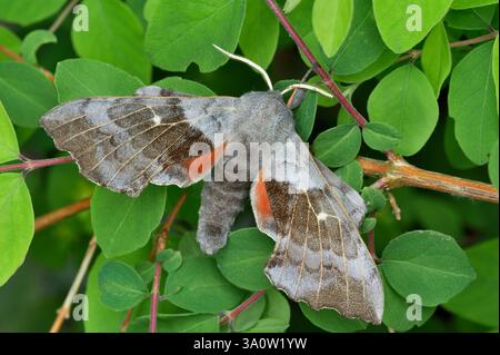 Poplar Hawk-Moth (Laothoe populi) a riposo su fogliame di bosco di bacche di neve (Symphoricarpos rivularis) in giardino, Berwickshire, Scozia, maggio Foto Stock