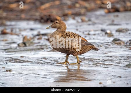 Anatra Eider femmina (Somateria mollissima) Foto Stock
