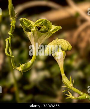 Paracadute (Ceropegia sandersonii) fiori di ombrello, Asclepiadaceae. Dettagli. Die Leuchterblume lockt ahnungslose Fliegenweibchen AN – mit dem Parf Foto Stock