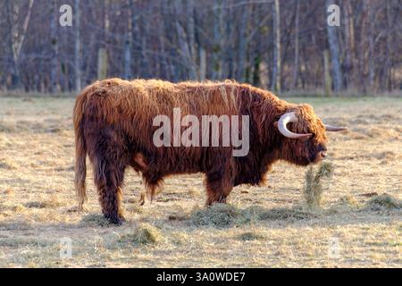 Mentre la luce soffusa della sera bagna le Highlands scozzesi, il bestiame iconico delle Highlands pascolano pacificamente, incarnando la vita rurale della Scozia. Le immagini Foto Stock