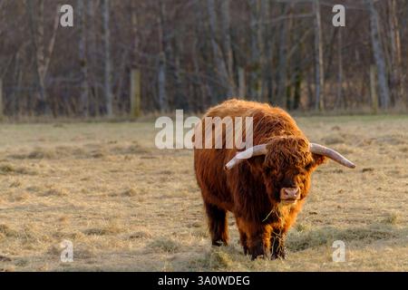 Mentre la luce soffusa della sera bagna le Highlands scozzesi, il bestiame iconico delle Highlands pascolano pacificamente, incarnando la vita rurale della Scozia. Le immagini Foto Stock