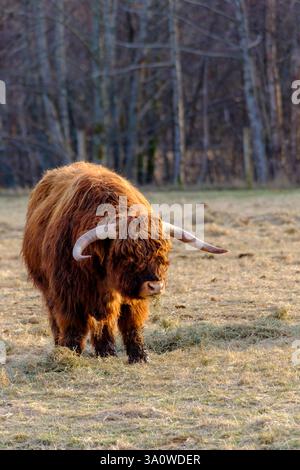 Mentre la luce soffusa della sera bagna le Highlands scozzesi, il bestiame iconico delle Highlands pascolano pacificamente, incarnando la vita rurale della Scozia. Le immagini Foto Stock