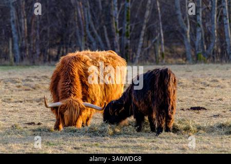 Mentre la luce soffusa della sera bagna le Highlands scozzesi, il bestiame iconico delle Highlands pascolano pacificamente, incarnando la vita rurale della Scozia. Le immagini Foto Stock