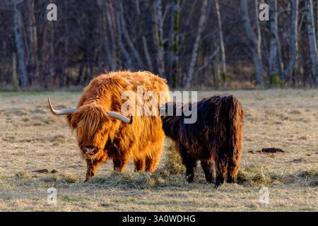 Mentre la luce soffusa della sera bagna le Highlands scozzesi, il bestiame iconico delle Highlands pascolano pacificamente, incarnando la vita rurale della Scozia. Le immagini Foto Stock