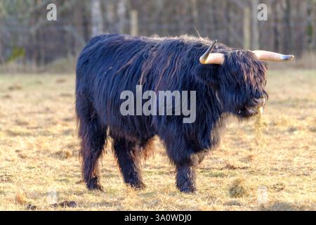 Mentre la luce soffusa della sera bagna le Highlands scozzesi, il bestiame iconico delle Highlands pascolano pacificamente, incarnando la vita rurale della Scozia. Le immagini Foto Stock