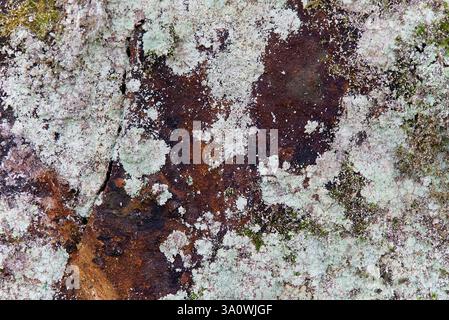 Vista ravvicinata di una superficie rocciosa con muschio vibrante e tessuti Lichen in luce naturale Foto Stock
