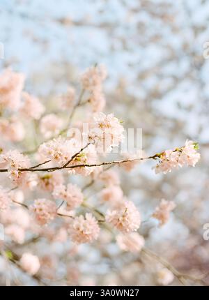 I rami pieni di morbidi fiori di ciliegio rosa sbocciano, annunciando l'arrivo della primavera in un ambiente tranquillo. Foto Stock