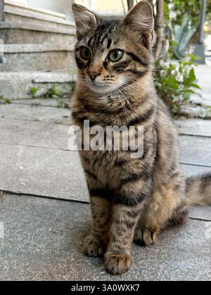 Un gatto da tabby con strisce scure, occhi verdi e orecchie avvolte si trova su un marciapiede pavimentato. Il gatto ha una coda soffice e un'espressione mirata. Nel bac Foto Stock