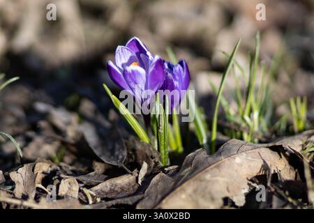Crocchi viola tra foglie secche Foto Stock
