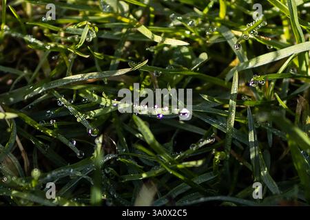 Primo piano di gocce di rugiada sull'erba Foto Stock