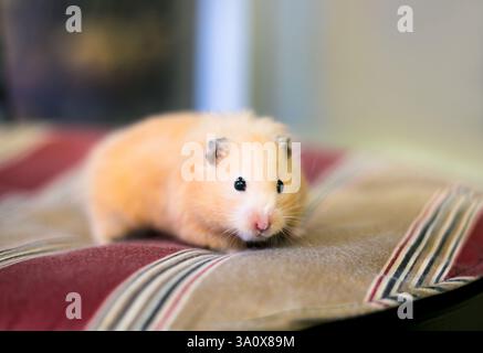 Un carino criceto siriano che guarda verso la telecamera Foto Stock