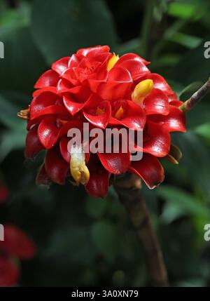 Zenzero Backscratcher, zenzero della torcia, zenzero dell'ananas, zenzero a spirale malese, o (nelle Hawaii) zenzero di cera indonesiano, Tapeinochilos anananassae, Costacea Foto Stock