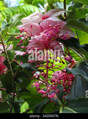 Medinilla o Rosa uva, Medinilla magnifica, Melastomataceae. Filippine. Foto Stock