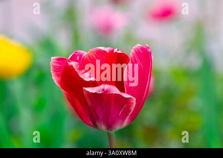 Uno splendido tulipano rosso in piena fioritura con delicati petali, adagiato su uno sfondo sfocato del giardino con accenni di altri fiori colorati Foto Stock