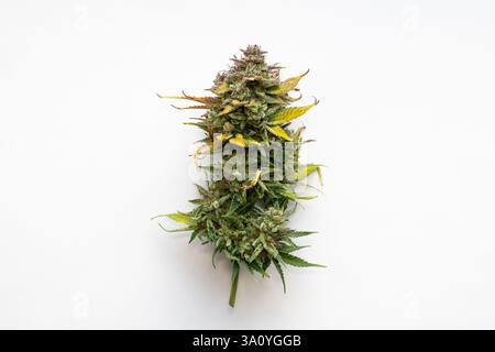 Primo piano della testa di cannabis raccolta. La pianta matura è stata tagliata per asciugarla. Fiore di marijuana fresco coltivato. I Trichome sono sulle foglie e sulle gemme. Foto Stock