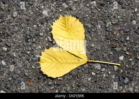Un paio di foglie gialle di faggio americano (Fagus sylvatica) stese sul marciapiede Foto Stock