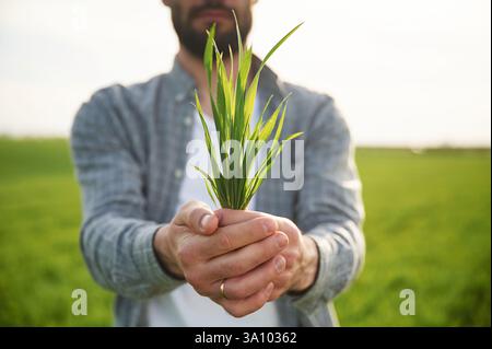 Tenere il frumento. Bel giovane uomo è in campo agricolo. Foto Stock