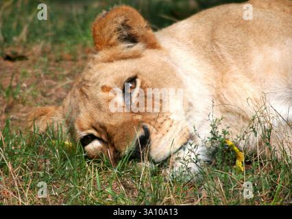 Sad Lioness giacente a terra con erba in una calda giornata estiva allo zoo locale di Indianapolis, IN, Stati Uniti Foto Stock