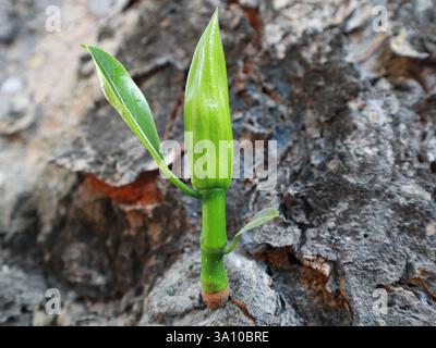 Un bocciolo di fiori di frutto di Jack cresce su un piccolo ramo emerso da un grande tronco di Jack (Artocarpus Heterophyllus) Foto Stock