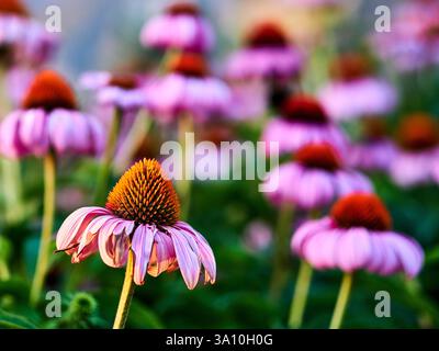 Primo piano di coneflowers viola (Echinacea purpurea) in fiore in un giardino a Belvedere marittimo, provincia di Cosenza, Calabria, Italia. Foto Stock