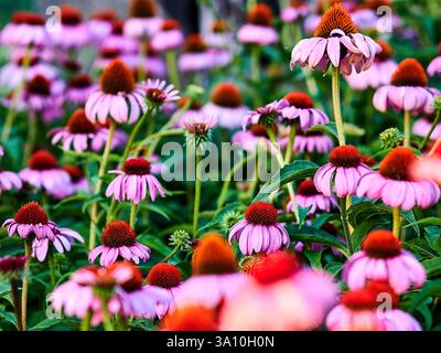 Primo piano di coneflowers viola (Echinacea purpurea) in fiore in un giardino a Belvedere marittimo, provincia di Cosenza, Calabria, Italia. Foto Stock