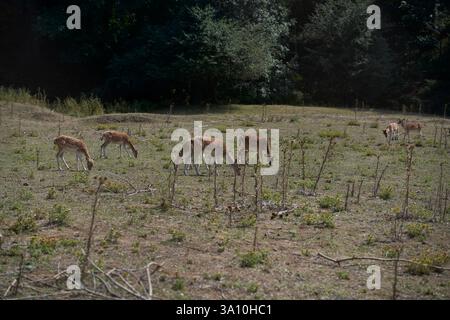 Una vista panoramica di un branco di cervi che pascolano su prato verde nel Parco Nazionale della Sila, Calabria, Italia Foto Stock