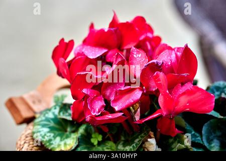 Fiori di ciclamino rosso che fioriscono in un cesto di vimini, Aprigliano, Calabria, Italia. Foto Stock
