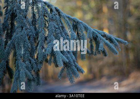 Primo piano di un brunch verde di pini ghiacciati e innevati in inverno, sfondo boschivo sfocato Foto Stock