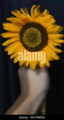 Immagine artistica verticale di un girasole con movimento intenzionale sfocatura. I petali sfocati creano un effetto astratto unico su un dorso nero profondo Foto Stock