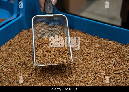 I vermi da mealworm sono la forma larvale del coleottero giallo, Tenebrio molitor. Nuovo cibo. Foto Stock