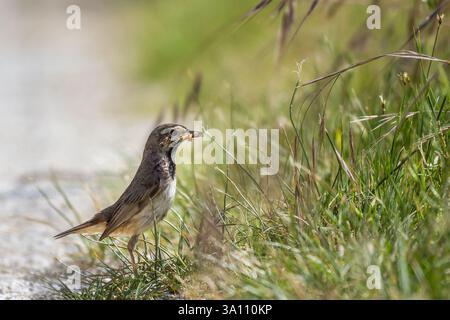 Una madre (Luscinia svecica) ha raccolto alcuni insetti nell'erba per i suoi bambini e li sta tenendo nel becco Foto Stock