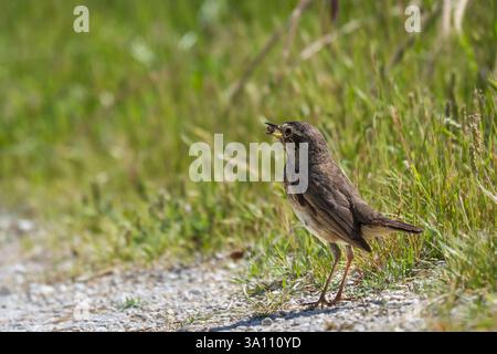 Gola bluethroat femminile (Luscinia svecica) con cibo per i suoi piccoli nel becco. Copia spazio Foto Stock