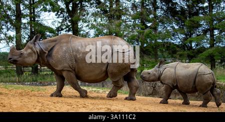 Il rinoceronte più grande con una corna e il suo vitello camminano insieme in un habitat naturale durante il giorno circondato da alberi, Rhinoceros unicornis Foto Stock