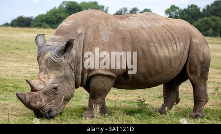 Rinoceronte bianco meridionale, Ceratotherium simum simum, pascolo Foto Stock