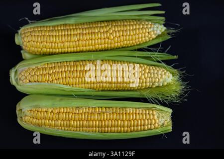 Tre orecchie mature di mais dolce con bucce verdi parzialmente sbucciate che rivelano chicchi gialli brillanti, disposte ordinatamente su una superficie scura Foto Stock