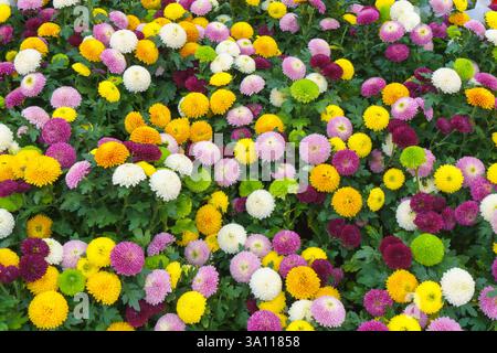 vista ravvicinata dei vivaci crisantemi di pompone che pullulano di fiori rosa, giallo, bianco, verde e viola Foto Stock