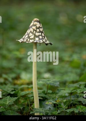Shaggy Ink Cap fungi (Coprinus comatus) Spinney Wood, Kent Regno Unito Foto Stock