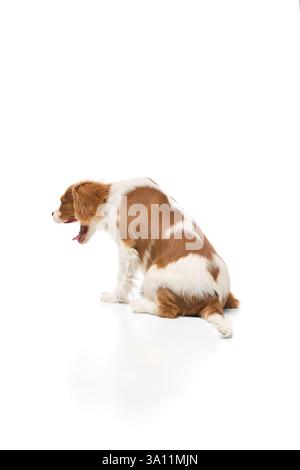 Rilassato Cavalier King Charles Spaniel sdraiato con zampe tese su sfondo bianco. Foto Stock