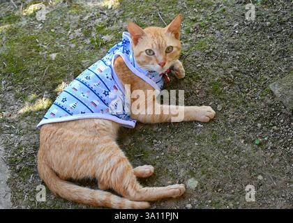 Simpatico gatto dello zenzero che indossa un gilet sull'erba verde. Foto Stock