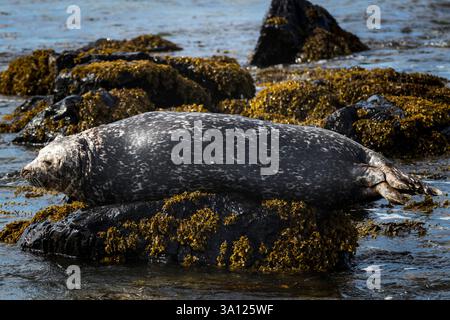 Foche in Islanda – incontri con la fauna selvatica nel Nord Atlantico Foto Stock