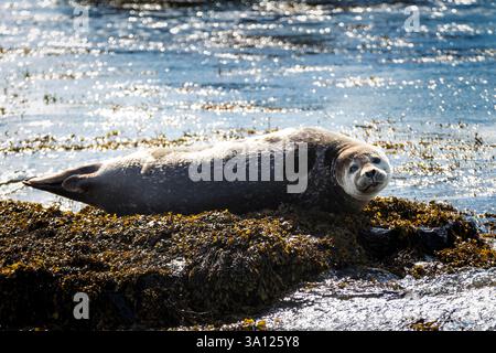 Foche in Islanda – incontri con la fauna selvatica nel Nord Atlantico Foto Stock