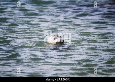 Foche in Islanda – incontri con la fauna selvatica nel Nord Atlantico Foto Stock