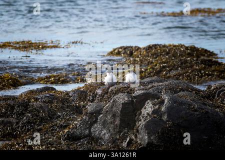 Foche in Islanda – incontri con la fauna selvatica nel Nord Atlantico Foto Stock