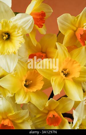 Bouquet di narcisi su sfondo arancione, foto estetica. Copia spazio Foto Stock
