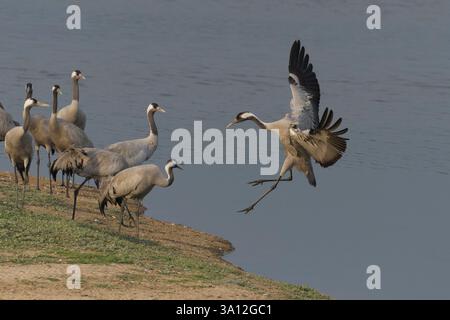 Uno sbarco con gru comune (Grus grus) Foto Stock