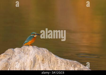 Common Kingfisher (Alcedo atthis) Foto Stock