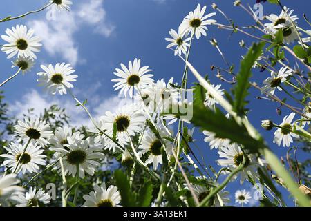 Camomilla contro il cielo blu nel giardino, cielo tranquillo sopra la testa. Bellissimo giardino estivo la mattina presto con bokeh e rugiada naturali Foto Stock