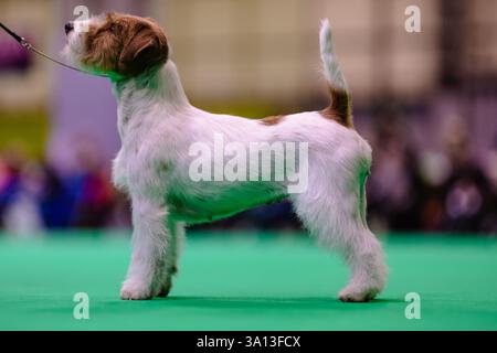 Birmingham, Regno Unito. 6 marzo 2025. Birmingham, 6 marzo 2025. A Jack Russell Terrier prende il suo turno nello spettacolo il primo giorno di Crufts 2025 al NEC di Birmingham nel Regno Unito. Crediti: Jon Freeman/Alamy Live News Foto Stock