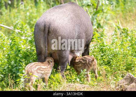 Una madre cinghiale protettiva si trova in un lussureggiante paesaggio estivo mentre beve i suoi due suinetti. La scena cattura la bellezza della fauna selvatica, con le strisce Foto Stock