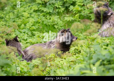 Tre cani da procione comuni (Nyctereutes procyonoides) riposano in una lussureggiante prateria estiva. La pelliccia spessa e i volti mascherati si distinguono contro il vib Foto Stock